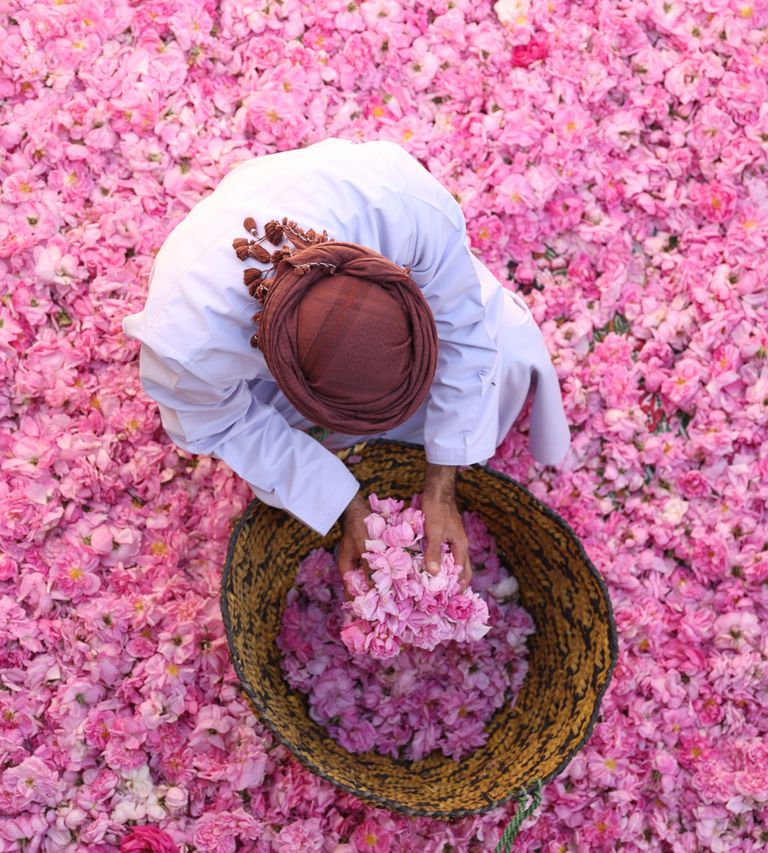 https://www.gettyimages.co.uk/detail/news-photo/ammar-altobi-holds-harvest-roses-at-bait-asarh-rose-water-news-photo/1482244543?adppopup=true