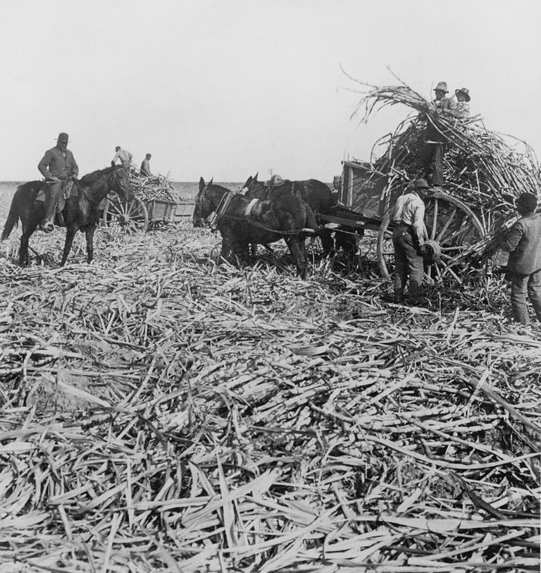 https://www.gettyimages.com/detail/news-photo/workers-loading-sugar-cane-for-a-mill-onto-horse-drawn-news-photo/103866340