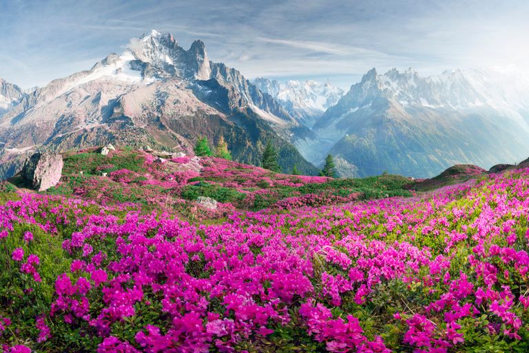 https://www.gettyimages.co.uk/detail/photo/alpine-rhododendrons-on-the-mountain-fields-of-royalty-free-image/1141749716?phrase=Chamonix+spring&adppopup=true