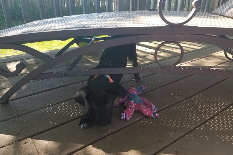 https://www.gettyimages.co.uk/detail/photo/black-puppy-dog-with-dog-toy-underneath-deck-chair-royalty-free-image/978071006?phrase=dog+toy++under+chair
