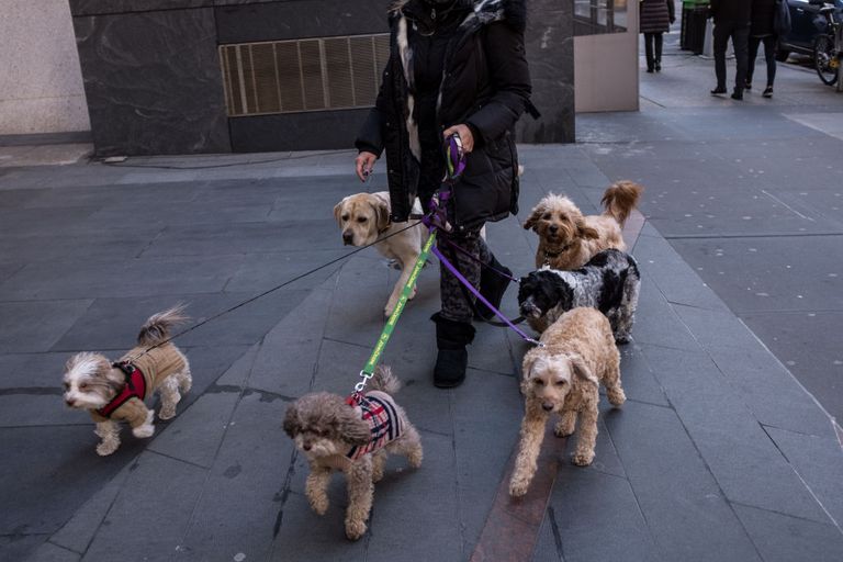 https://www.gettyimages.co.uk/detail/news-photo/woman-takes-multiple-dogs-for-a-walk-on-new-yorks-upper-news-photo/700326701