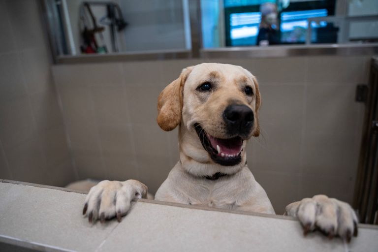 https://www.gettyimages.co.uk/detail/news-photo/dog-inside-a-dog-kennel-at-the-hong-kong-seeing-eye-dog-news-photo/1245454366