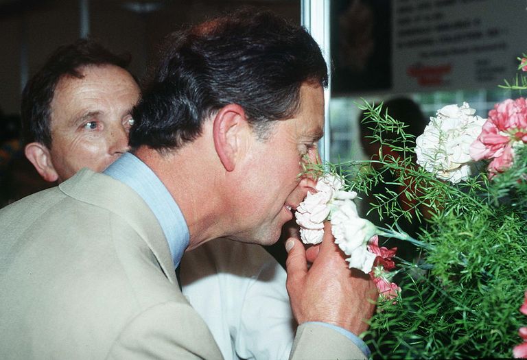 https://www.gettyimages.co.uk/detail/news-photo/prince-charles-smelling-some-flowers-at-the-hampton-court-news-photo/52098719