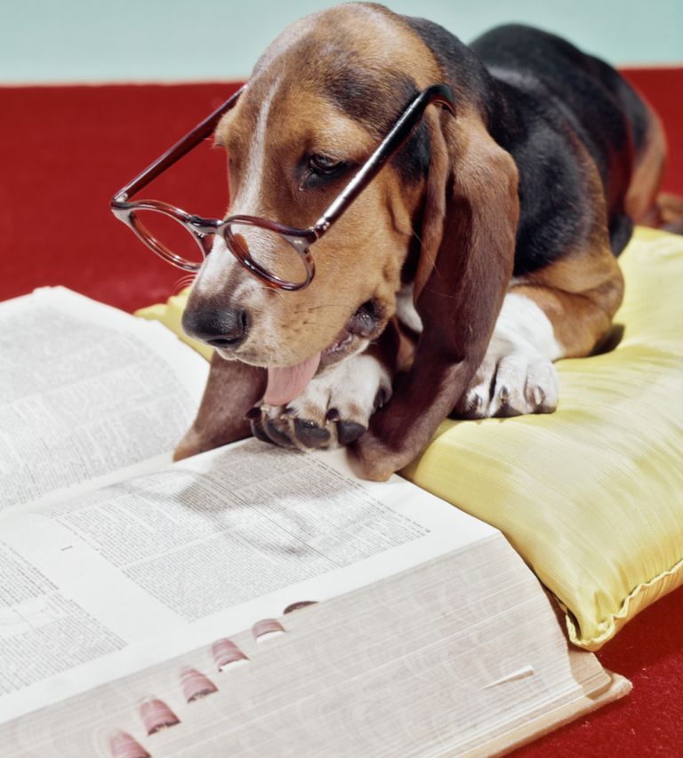 https://www.gettyimages.com/detail/news-photo/1960s-1970s-basset-hound-with-sad-eyes-wearing-pair-news-photo/563941801?adppopup=true