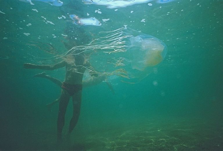 https://www.gettyimages.com/detail/news-photo/box-jellyfish-and-unsuspecting-swimmer-north-queensland-news-photo/157874241?adppopup=true