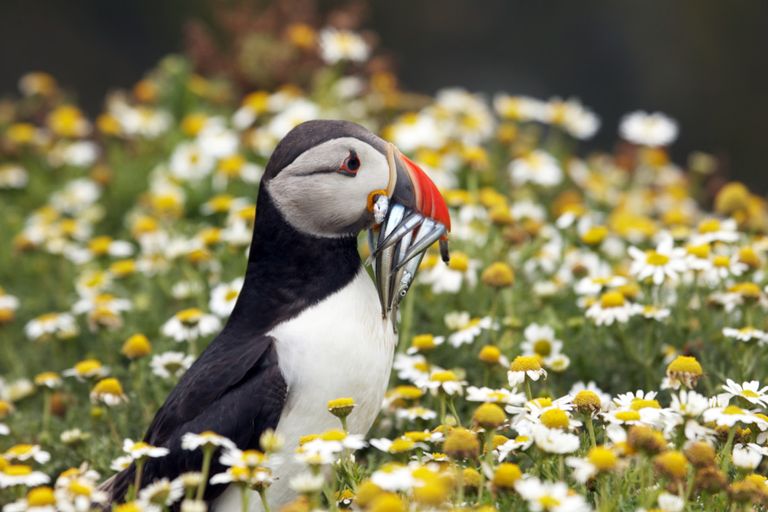 https://www.gettyimages.co.uk/detail/photo/puffin-posing-with-sand-eels-in-daisies-royalty-free-image/157383489?phrase=Skomer+Island&adppopup=true