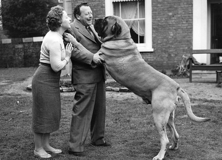 https://www.gettyimages.co.uk/detail/news-photo/mr-and-mrs-roy-anderson-play-with-their-huge-dog-butch-at-news-photo/3307687