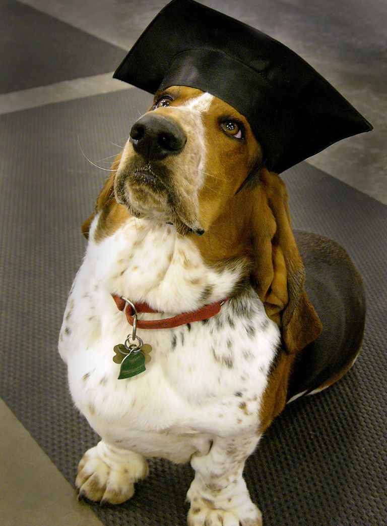 https://www.gettyimages.com/detail/news-photo/chester-a-basset-hound-waits-for-a-treat-from-his-master-news-photo/595065180?adppopup=true