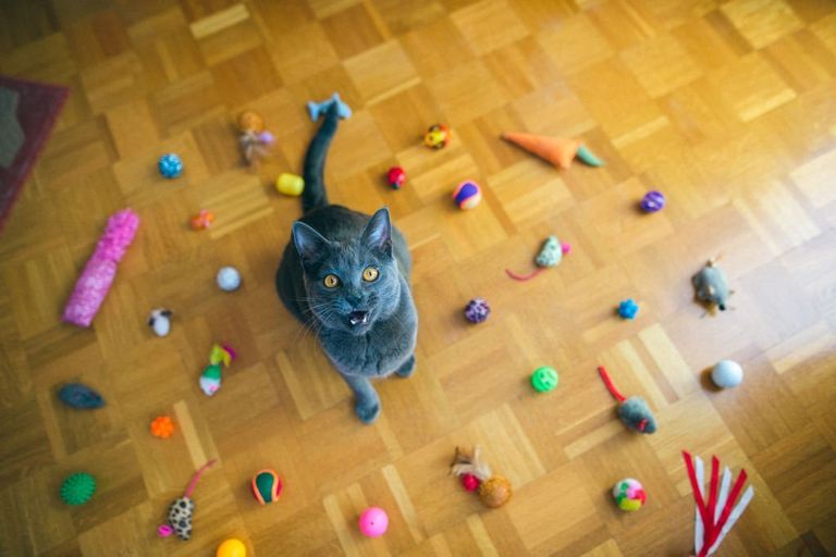 https://www.gettyimages.co.uk/detail/photo/chartreux-cat-yelling-royalty-free-image/887270646?phrase=cat+toy