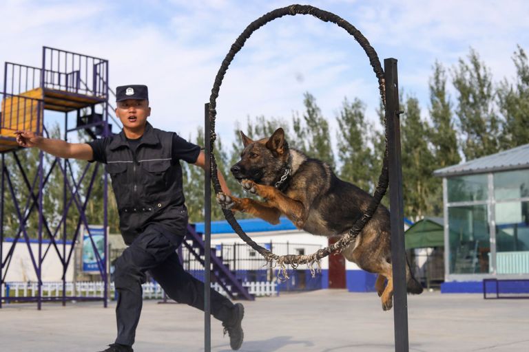 https://www.gettyimages.co.uk/detail/news-photo/police-officer-and-his-dog-take-part-in-a-training-session-news-photo/1333878051
