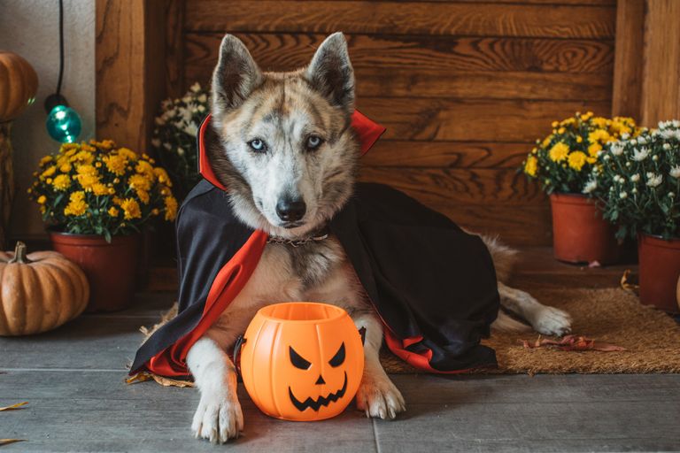 https://www.gettyimages.co.uk/detail/photo/halloween-vampire-dog-royalty-free-image/1271392337?phrase=puppy+with+bucket