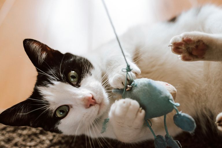 https://www.gettyimages.co.uk/detail/photo/closeup-shot-a-fluffy-black-and-white-cat-playing-royalty-free-image/1440028459?phrase=cat+playing+with+toy