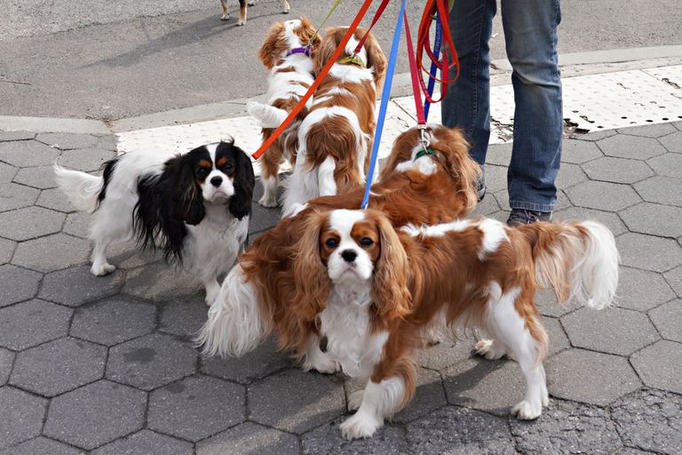 https://www.gettyimages.com/detail/news-photo/pack-of-cavalier-king-charles-spaniels-are-seen-in-central-news-photo/1213382561?adppopup=true