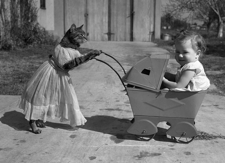 https://www.gettyimages.co.uk/detail/news-photo/baby-girl-in-toy-pram-with-cat-in-costume-news-photo/515343350