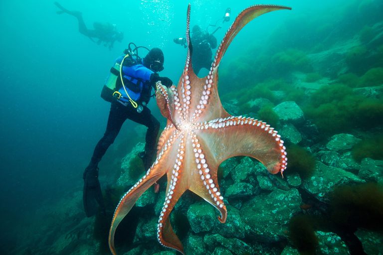 https://www.gettyimages.com/detail/photo/divers-and-giant-pacific-octopus-sea-of-japan-royalty-free-image/1134519175?phrase=Divers+and+Giant+Pacific+Octopus&adppopup=true
