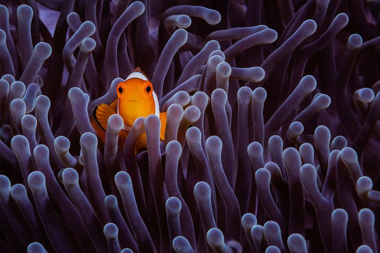 https://www.gettyimages.com/detail/photo/clownfish-in-the-purple-royalty-free-image/1149838117?phrase=clownfish+in+the+purple&adppopup=true