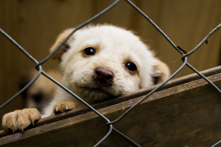 https://www.gettyimages.co.uk/detail/photo/puppy-dog-in-a-shelter-adoption-royalty-free-image/1206243815?phrase=animal+shelter&adppopup=true