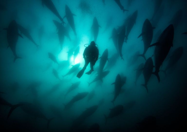 https://www.gettyimages.com/detail/news-photo/diver-swims-with-tuna-fishes-in-farm-a-cage-offshore-news-photo/1243787518?adppopup=true