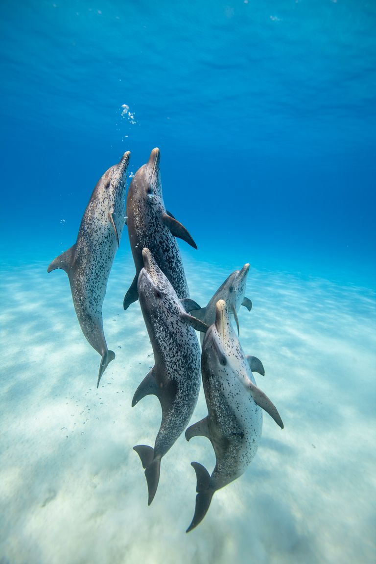https://www.gettyimages.com/detail/photo/male-spotted-dolphins-rise-to-the-surface-for-air-royalty-free-image/1366485515?phrase=Male+Spotted+Dolphins+rise+to+the+surface+for+air&adppopup=true