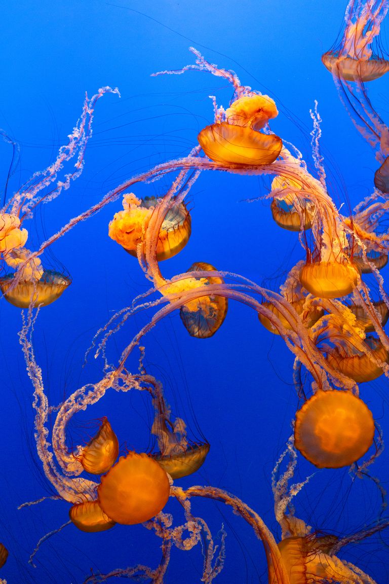 https://www.gettyimages.com/detail/photo/group-of-sea-nettle-jellyfish-in-clear-blue-water-royalty-free-image/1448175339?phrase=Sea+nettle+Jellyfish&adppopup=true