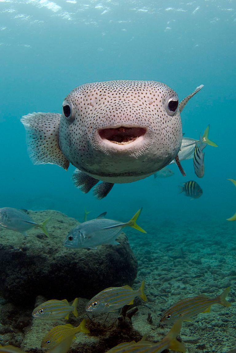 https://www.gettyimages.com/detail/news-photo/portrait-of-a-porcupinefish-curacao-netherlands-antilles-news-photo/146142547?adppopup=true