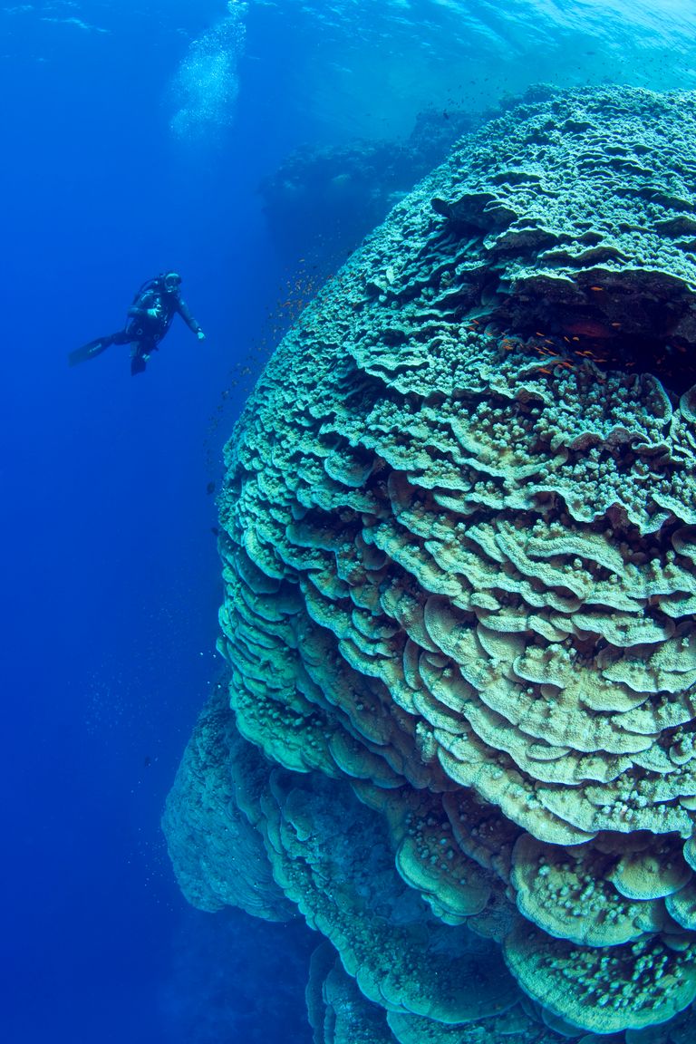https://www.gettyimages.com/detail/photo/diver-near-a-large-pristine-lettuce-coral-head-at-royalty-free-image/522989934?phrase=Diver+near+a+large+pristine+lettuce+coral+head+at+Daedalus+Reef+marine+preserve+&adppopup=true