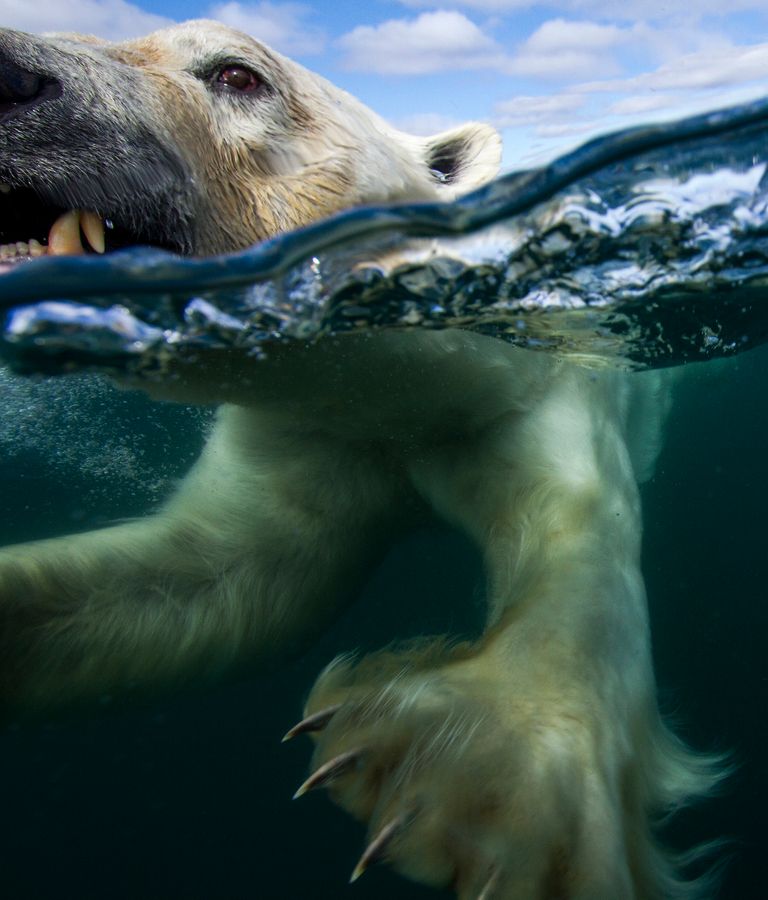 https://www.gettyimages.com/detail/photo/underwater-polar-bear-hudson-bay-nunavut-canada-royalty-free-image/534981736?phrase=Underwater+Polar+Bear%2C+Hudson+Bay%2C+Nunavut%2C+Canada&adppopup=true