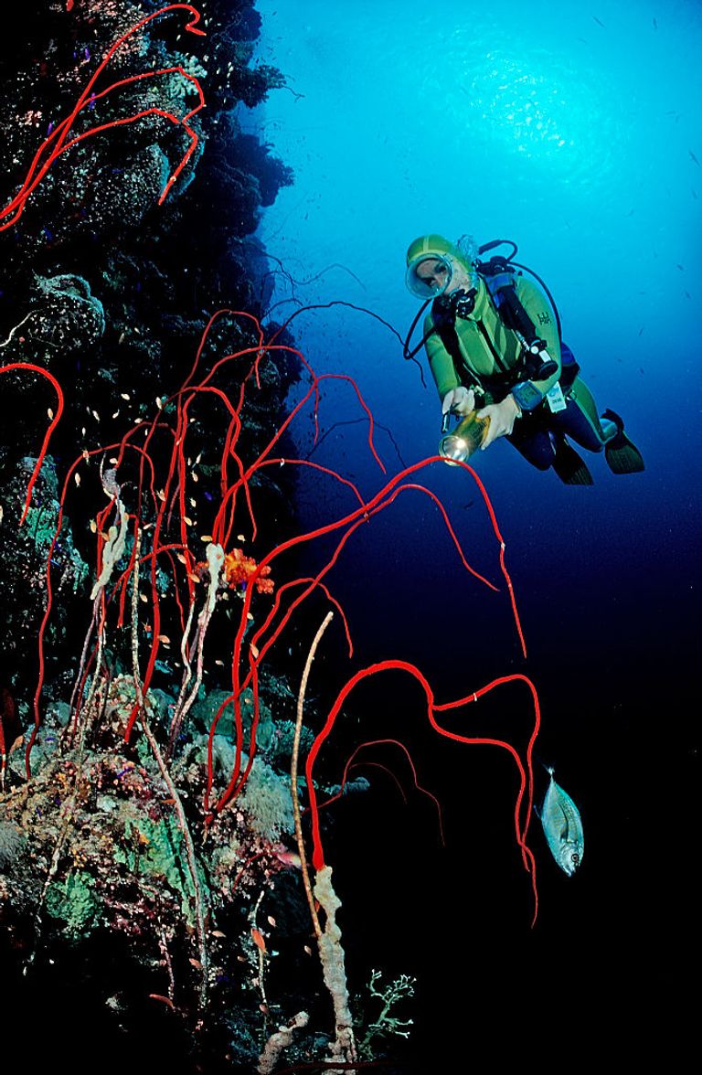 https://www.gettyimages.com/detail/news-photo/scuba-diver-and-red-whip-corals-juncella-sp-sudan-africa-news-photo/549036549?adppopup=true