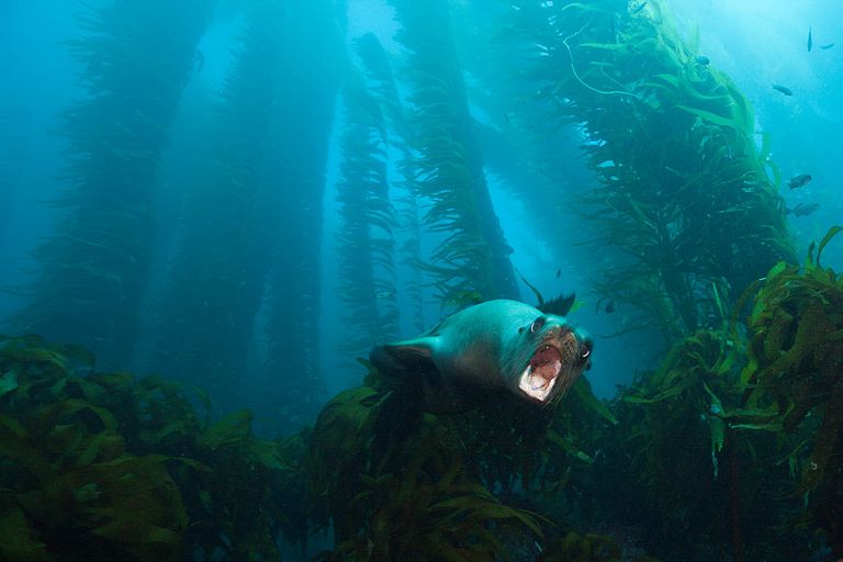 https://www.gettyimages.com/detail/news-photo/california-sea-lion-in-kelp-forest-zalophus-californianus-news-photo/551012965?adppopup=true