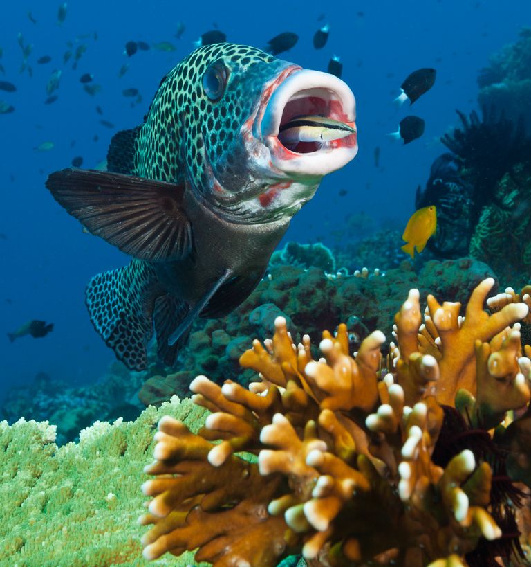https://www.gettyimages.co.uk/detail/news-photo/harlequin-sweetlips-cleaned-by-cleaner-wrasse-news-photo/625197094?adppopup=true