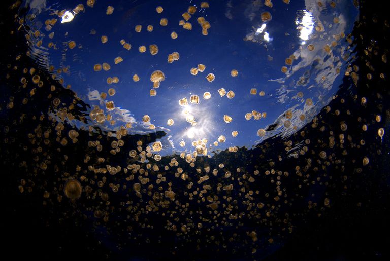 https://www.gettyimages.com/detail/news-photo/swarm-of-sea-thimble-jellyfish-or-thimble-sea-jelly-linuche-news-photo/687142804?adppopup=true