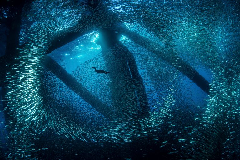 https://www.gettyimages.com/detail/photo/cormorant-swims-through-baitfish-under-the-oil-rigs-royalty-free-image/764788217?phrase=A+cormorant+swims+through+baitfish+under+the+oil+rigs+in+Southern+California&adppopup=true
