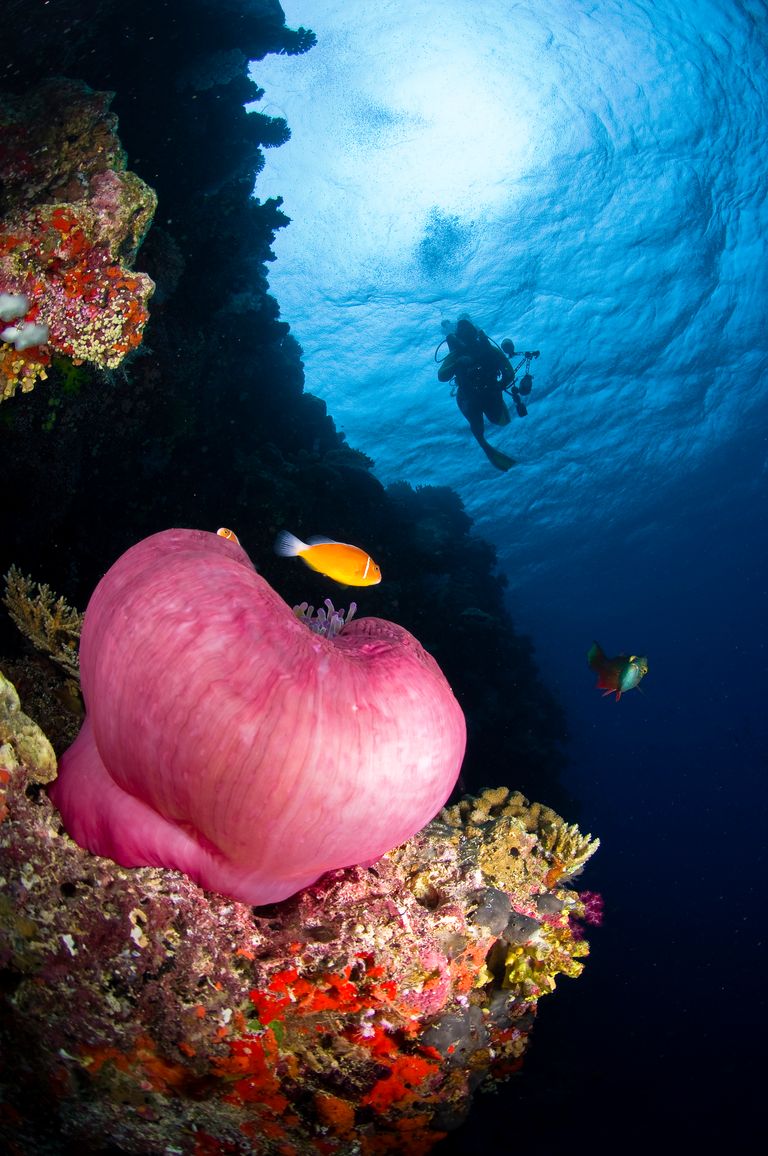 https://www.gettyimages.com/detail/photo/anemone-w-diver-fiji-royalty-free-image/91313743?phrase=Diver+and+magnificent+anemone%2C+Fiji&adppopup=true