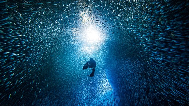 https://www.gettyimages.com/detail/photo/silhouetted-free-diver-swimming-through-school-of-royalty-free-image/1299552556?phrase=Silhouetted+free+diver+swimming+through+school+of+fish+in+underwater+cave+into+bright+light+&adppopup=true
