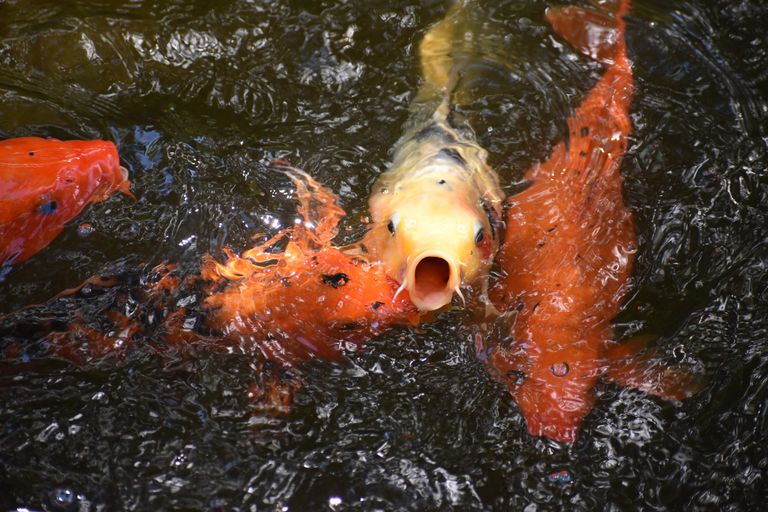 https://www.gettyimages.co.uk/detail/photo/large-goldfish-begs-for-food-royalty-free-image/1316691526