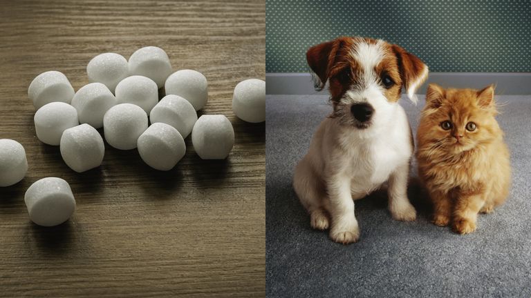 https://www.gettyimages.com/detail/photo/naphthalene-mothballs-on-wooden-background-royalty-free-image/1445188964?phrase=Mothballs | https://www.gettyimages.com/detail/photo/puppy-and-kitten-royalty-free-image/521090954?phrase=cat+dog