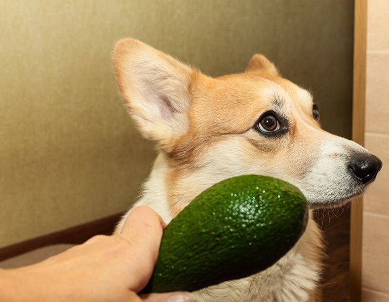 https://www.gettyimages.com/detail/photo/one-pretty-pembroke-corgi-eats-avocado-dog-life-royalty-free-image/1302319448?phrase=pets+Avocados