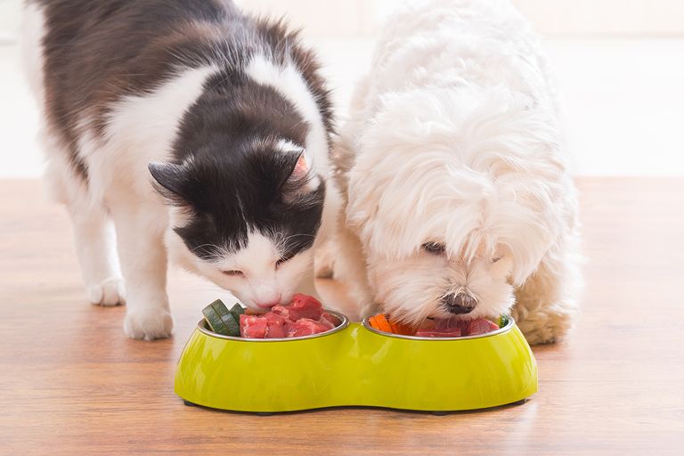 https://www.gettyimages.com/detail/photo/dog-and-cat-eating-natural-food-from-a-bowl-royalty-free-image/518211348?phrase=dog+Raw+meat