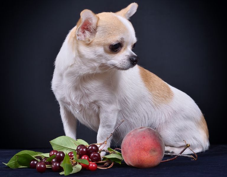 https://www.gettyimages.com/detail/photo/dog-breed-chihuahua-royalty-free-image/506062679?phrase=dog+Peach+and+plum