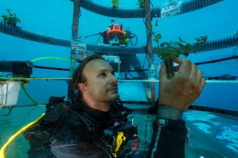 https://www.gettyimages.co.uk/detail/news-photo/professional-diver-is-checking-the-health-and-progress-of-news-photo/1083672064