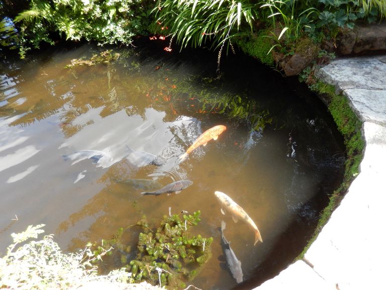 https://www.gettyimages.co.uk/detail/photo/image-of-concrete-garden-pond-with-large-fish-koi-royalty-free-image/510494749