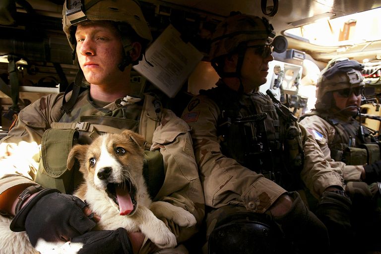 https://www.gettyimages.com/detail/news-photo/soldier-holds-the-platoon-s-pet-dog-rocky-inside-an-armored-news-photo/52461929