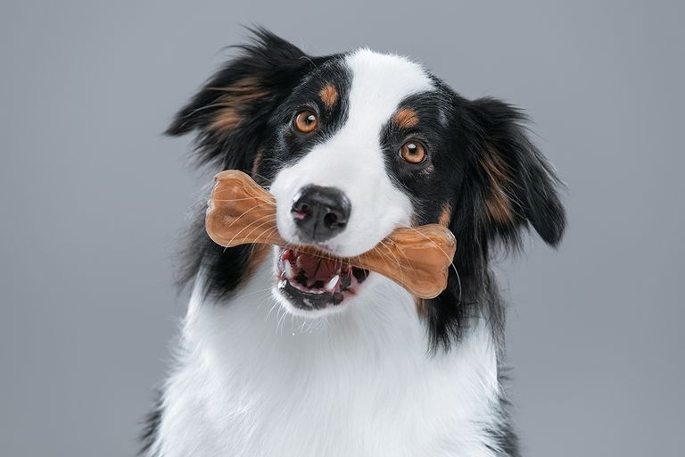https://www.gettyimages.com/detail/photo/australian-shepherd-dog-on-gray-royalty-free-image/1126804569?phrase=dog+chewing+bone