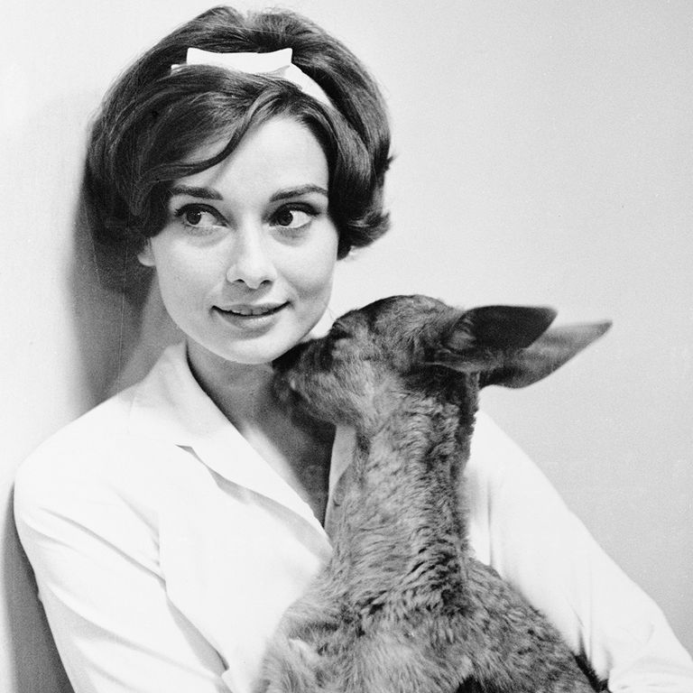 https://www.gettyimages.com/detail/news-photo/actress-audrey-hepburn-gets-a-kiss-from-her-pet-fawn-ip-in-news-photo/517256692