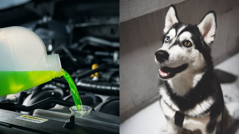 https://www.gettyimages.com/detail/photo/pouring-antifreeze-coolant-liquid-into-car-engine-royalty-free-image/1456865126?phrase=Antifreeze+