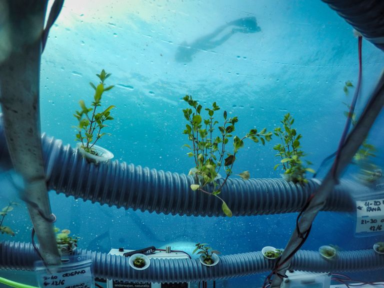 https://www.gettyimages.co.uk/detail/news-photo/inside-underwater-bells-plants-grow-in-stable-and-news-photo/1083672142