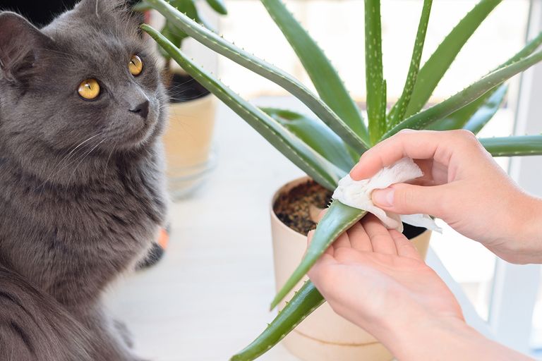 https://www.gettyimages.com/detail/photo/cat-watches-a-girl-caring-for-domestic-plants-royalty-free-image/1225265866?phrase=pets+Aloe+vera