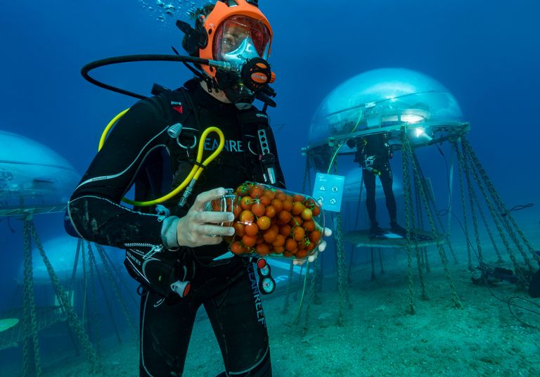 https://www.gettyimages.co.uk/detail/news-photo/professional-diver-is-carrying-tomatoes-grown-inside-the-news-photo/1083672128