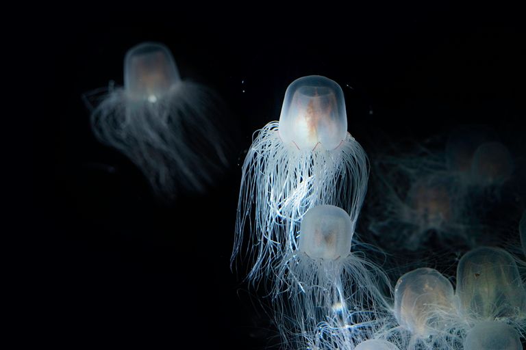 https://www.gettyimages.co.uk/detail/photo/the-sea-wasp-immortal-jellyfish-royalty-free-image/1224844891?phrase=immortal+jellyfish