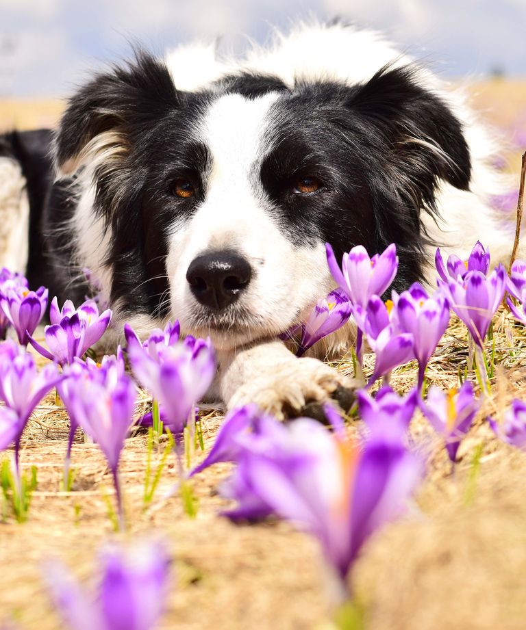 https://www.gettyimages.com/detail/photo/close-up-portrait-of-border-collie-with-crocuses-royalty-free-image/1141799963?phrase=dog+Autumn+crocus